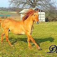 Diego participe au concours pour gagner de l'argent avec cette photo :