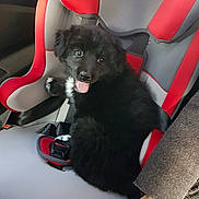 Obélix a rejoint le concours — aidez-le/la à gagner de superbes lots ! canidae, carnivore, companion_dog, dog, dog_breed, non_sporting_group, schipperke, sporting_group