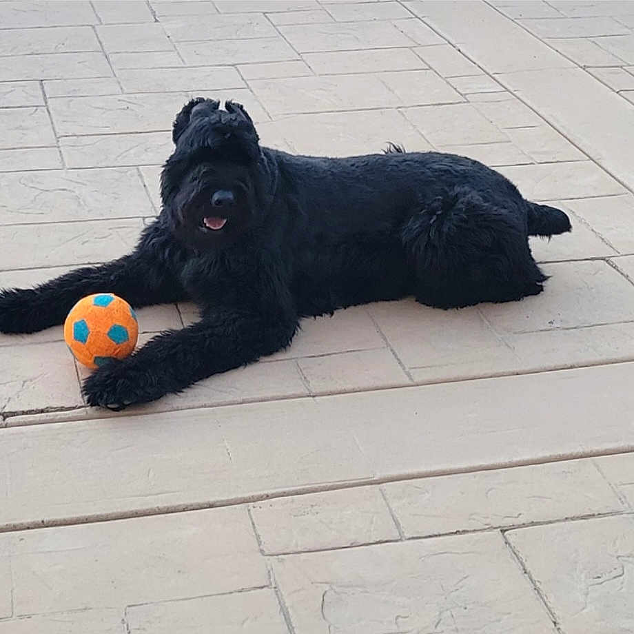 Cash D joined the competition — help win amazing prizes! animal, black_dog, canine, companion, cute, daytime, dog, fur, grass_alternative, lying_down, outdoor, patio, paws, pet, playful, relaxed, resting, soccer_ball, summer, toy