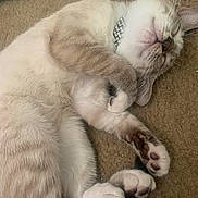 Evey is registered to the contest to win money with this photo: cat, sleeping, paw_pads, fur, collar, carpet, pet, cute, relaxed, indoor, whiskers, animal, mammal, domestic, cozy, resting, closeup, soft, adorable, nap