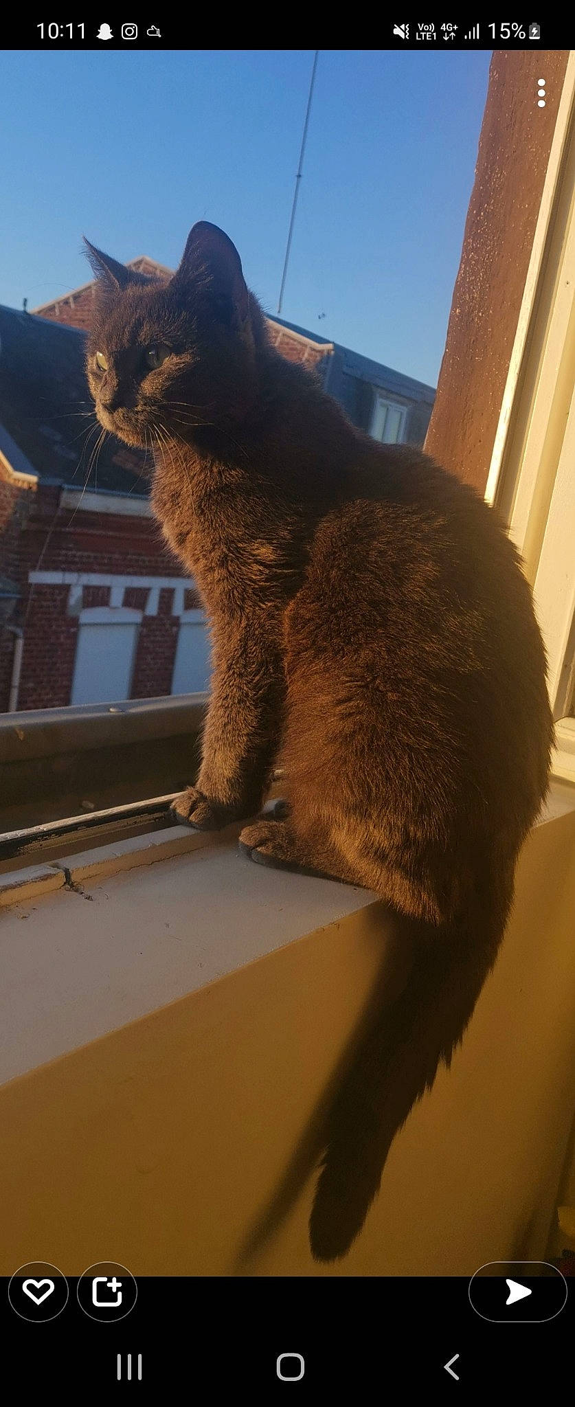 Stella participe au concours pour gagner de l'argent avec cette photo : building, carnivore, cat, domestic_short_haired_cat, fawn, felidae, fur, house, mammal, roof, sky, small_to_medium_sized_cats, snout, tail, terrestrial_animal, tints_and_shades, vertebrate, whiskers, window, wood