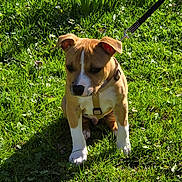 Baloo participe au concours pour gagner de l'argent avec cette photo : puppy, dog, grass, leash, harness, outdoor, sunlight, greenery, pet, animal, sitting, cute, young, nature, summer, daylight, mammal, canine, small, adorable