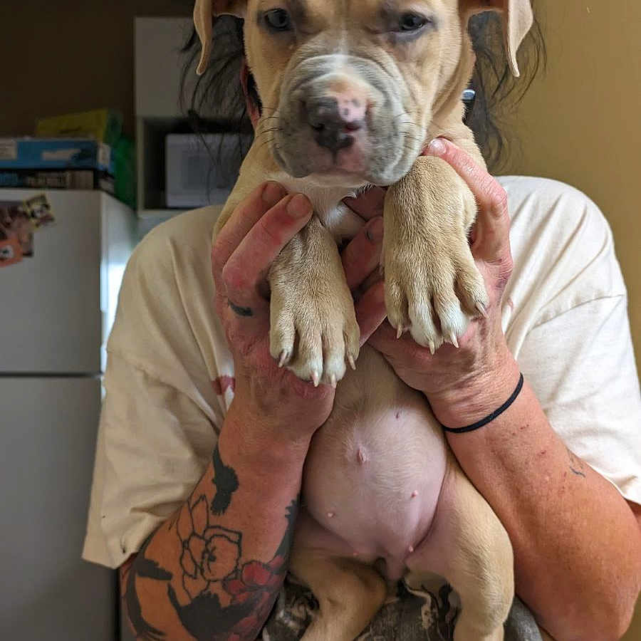 Clutch joined the competition — help win amazing prizes! puppy, dog, pet, animal, portrait, indoor, kitchen, person, holding, front_view, floppy_ears, wrinkles, paws, tan_fur, short_fur, sleepy, tattoos, t_shirt, refrigerator, cute