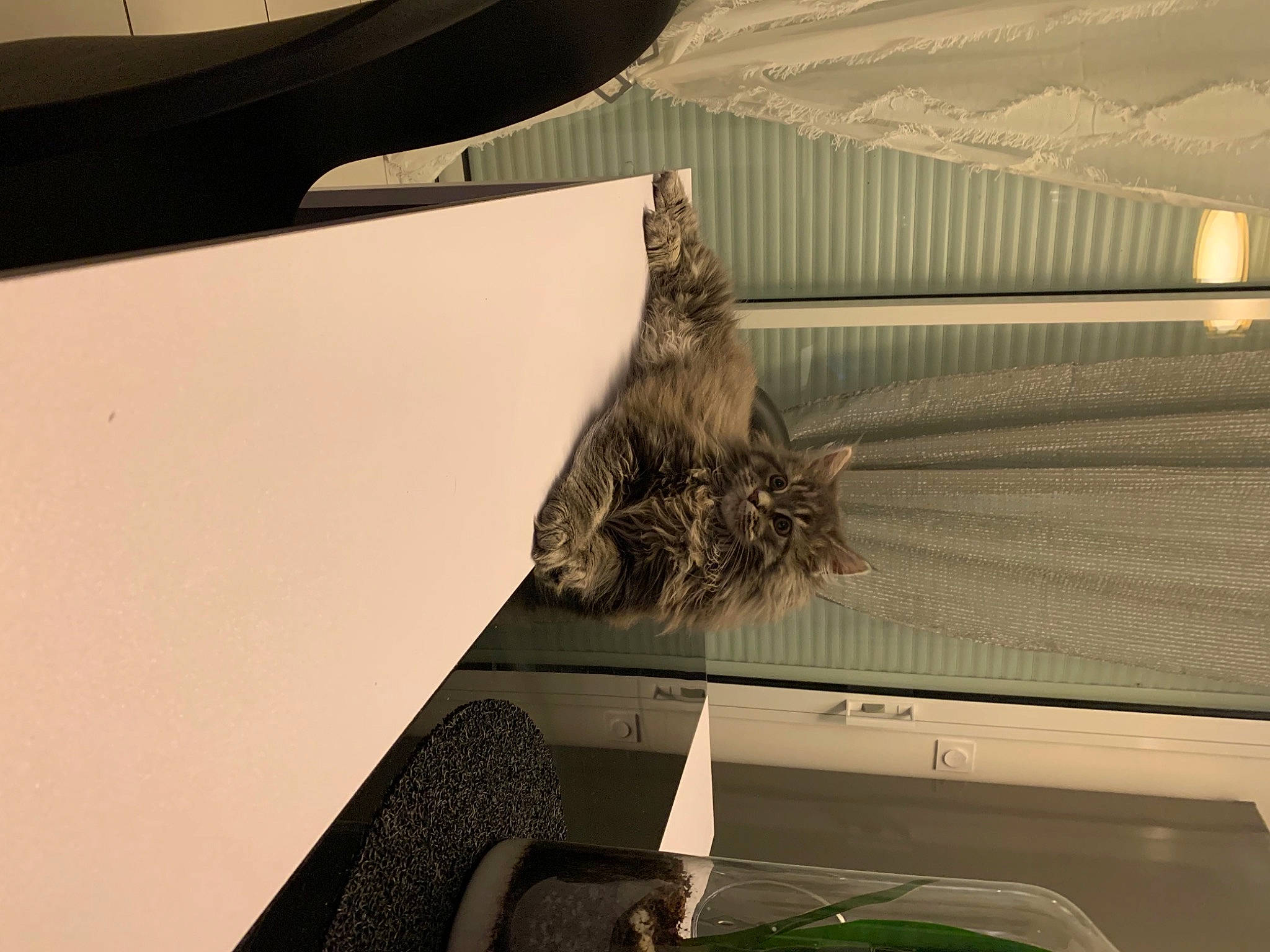 Rosalie participe au concours pour gagner de l'argent avec cette photo : accipitriformes, beak, beam, bird, bird_of_prey, ceiling, computer_hardware, design, display_device, feather, felidae, output_device, roof, room, shadow, small_to_medium_sized_cats, tail, wildlife, wing, wood