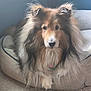 dog, shetland_sheepdog, pet_bed, fluffy, indoor, carpet, animal, canine, fur, portrait, looking_at_camera, cozy, resting, domestic_animal, long_hair, ears, nose, paw, calm, natural_light