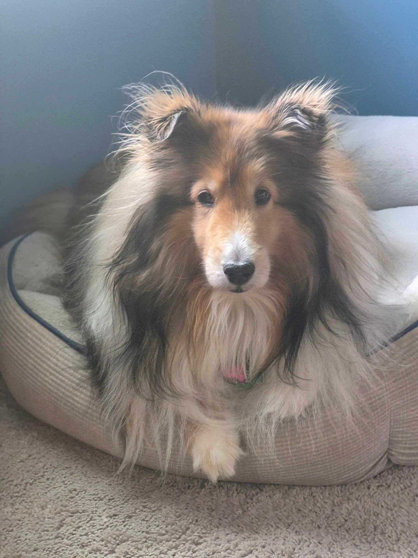 Enya joined the competition — help win amazing prizes! dog, shetland_sheepdog, pet_bed, fluffy, indoor, carpet, animal, canine, fur, portrait, looking_at_camera, cozy, resting, domestic_animal, long_hair, ears, nose, paw, calm, natural_light