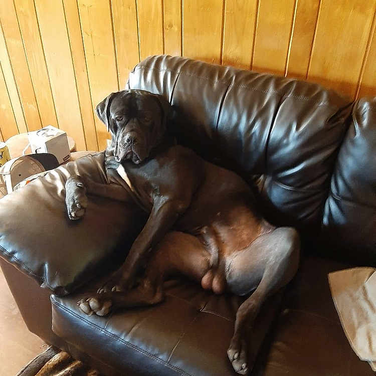 Hulk joined the competition — help win amazing prizes! brown, carnivore, comfort, companion_dog, couch, dog, dog_breed, floor, flooring, furniture, hardwood, house, interior_design, liver, living_room, room, sofa_bed, studio_couch, tints_and_shades, wood
