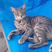 Booger joined the competition — help win amazing prizes! cat, gray_tabby, outdoor_chair, blue_chair, water_bottle, relaxed, pet, feline, whiskers, green_eyes, collar, tag, concrete, fabric, buttons, resting, animal, domestic_cat, portrait, sunlight