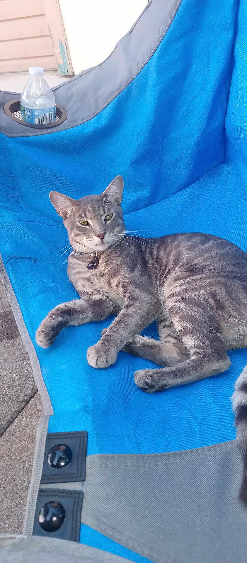 Booger joined the competition — help win amazing prizes! cat, gray_tabby, outdoor_chair, blue_chair, water_bottle, relaxed, pet, feline, whiskers, green_eyes, collar, tag, concrete, fabric, buttons, resting, animal, domestic_cat, portrait, sunlight