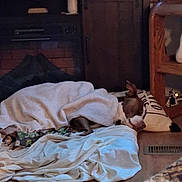 Brownie joined the competition — help win amazing prizes! dog, blanket, pillow, sleeping, indoor, floor, furniture, wooden_cabinet, rug, cozy, resting, brown_dog, home, warm_lighting, comfort, relaxation, living_room, pet, covered, quiet