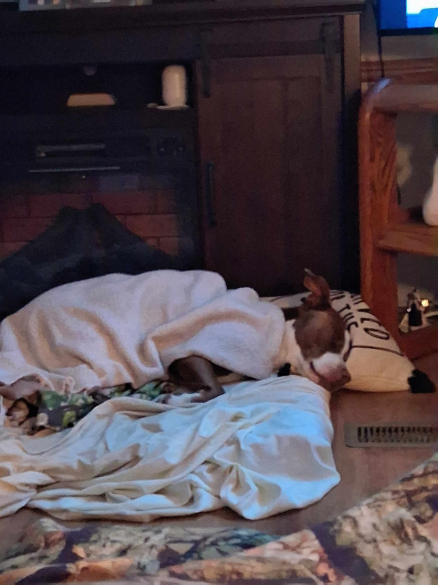 Brownie joined the competition — help win amazing prizes! dog, blanket, pillow, sleeping, indoor, floor, furniture, wooden_cabinet, rug, cozy, resting, brown_dog, home, warm_lighting, comfort, relaxation, living_room, pet, covered, quiet