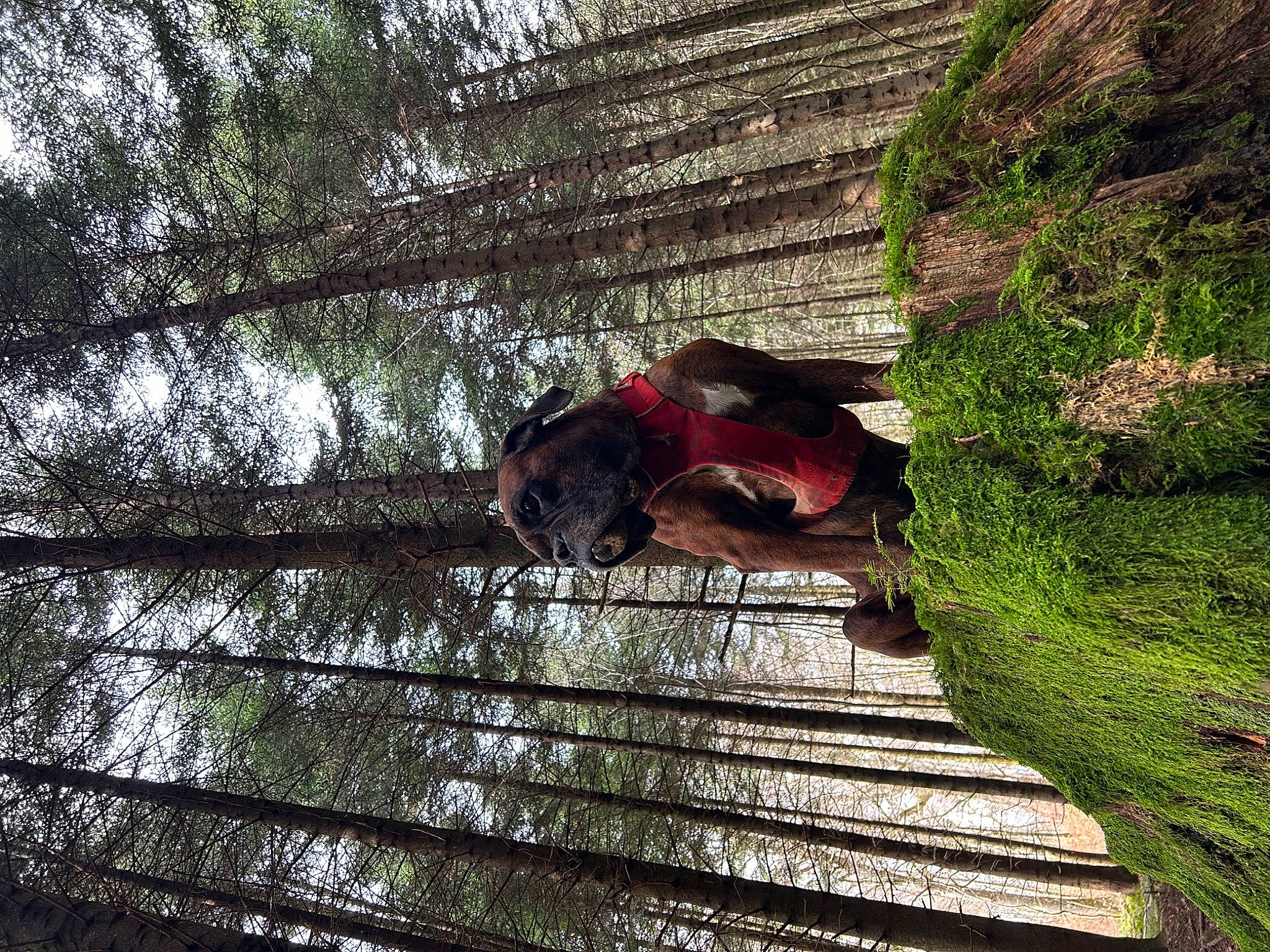 Mooky a rejoint le concours — aidez-le/la à gagner de superbes lots ! forest, grass, landscape, leisure, people_in_nature, plant, tints_and_shades, tree, trunk, twig, wood