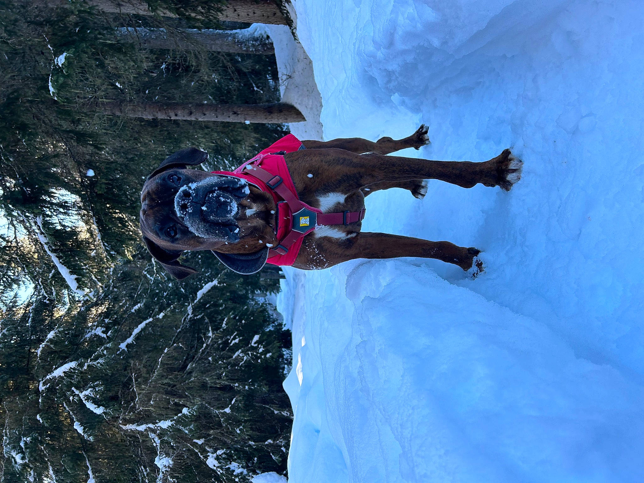 Mooky a rejoint le concours — aidez-le/la à gagner de superbes lots ! adventure, carmine, electric_blue, extreme_sport, freezing, glacial_landform, helmet, ice_cap, individual_sports, leisure, mountaineer, recreation, slope, snow, sports, terrain, tree, water, winter, winter_sport