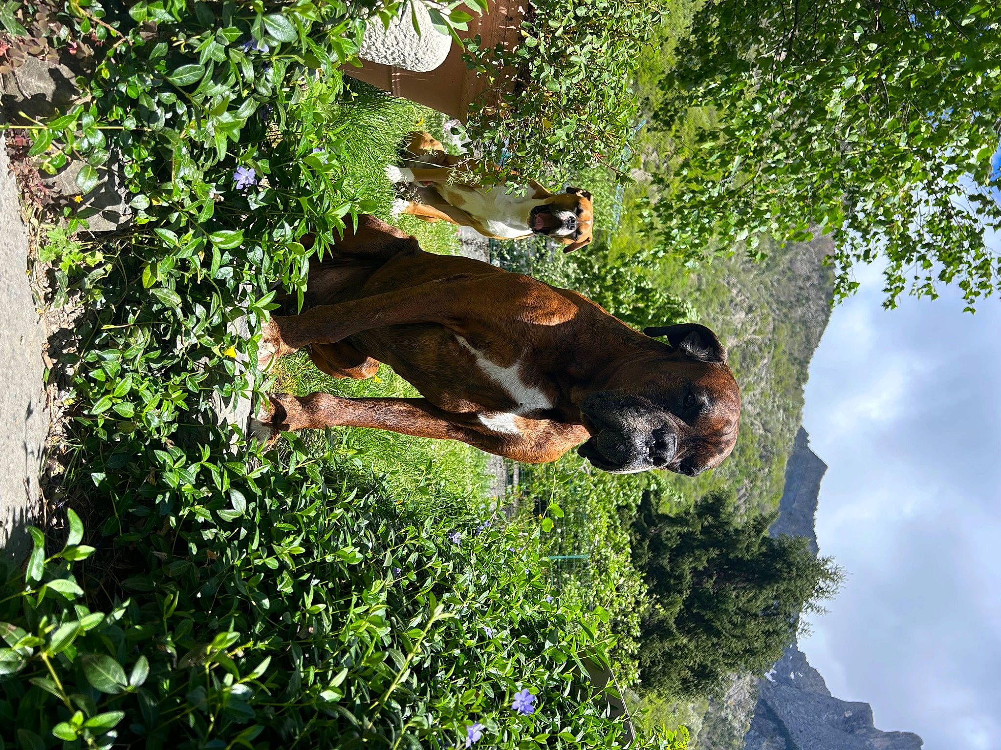 Mooky a rejoint le concours — aidez-le/la à gagner de superbes lots ! canidae, cloud, dog_breed, grass, groundcover, jungle, landscape, plant, rock, shade, shrub, sky, sporting_group, tail, terrestrial_animal, tree, trunk, vegetation, wildlife, working_animal