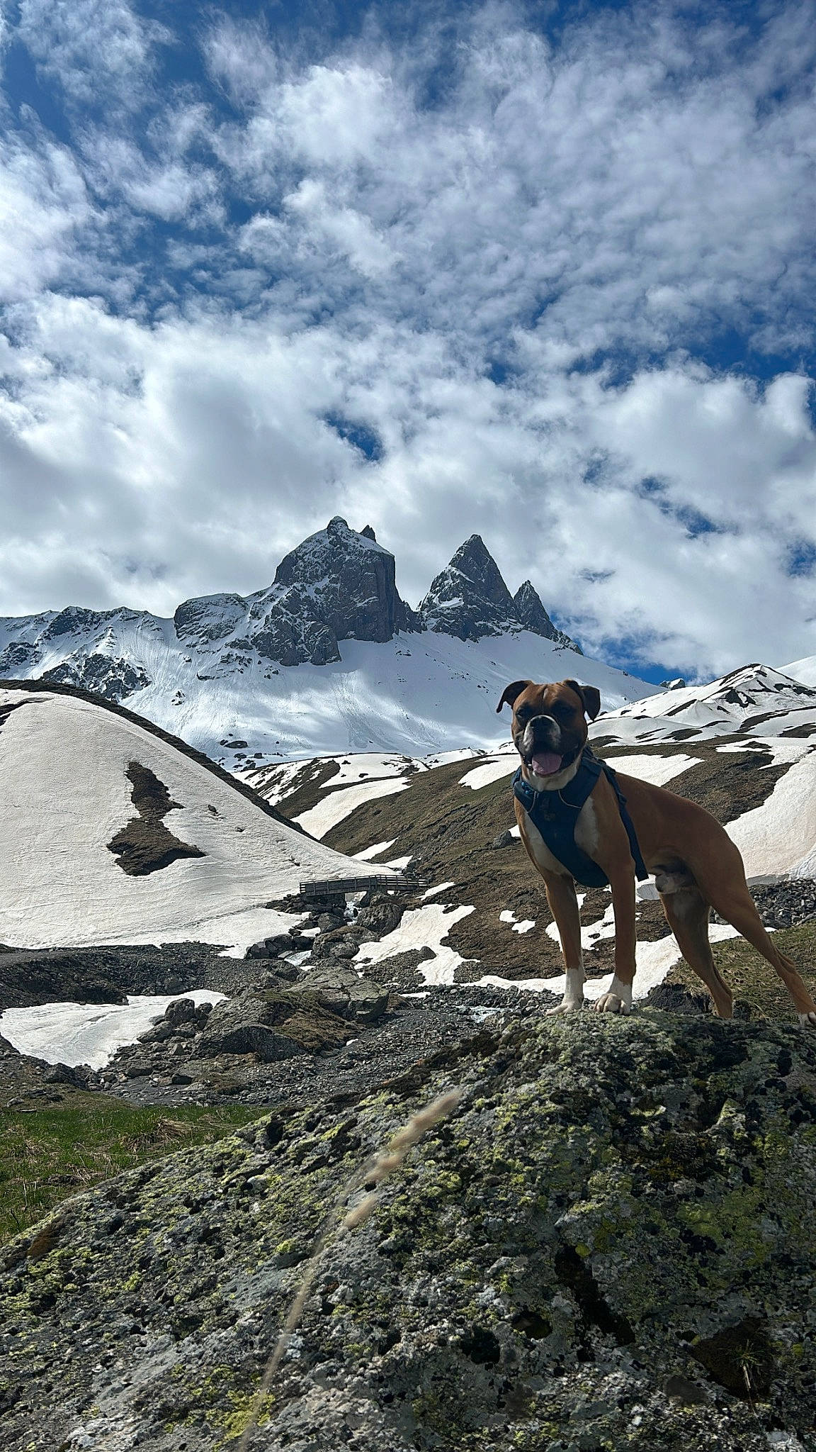 T-rex participe au concours pour gagner de l'argent avec cette photo : carnivore, cloud, dog, dog_breed, glacial_landform, hill, ice_cap, landscape, massif, mountain, mountain_range, mountaineer, mountainous_landforms, nunatak, recreation, ridge, sky, slope, snow, sporting_group