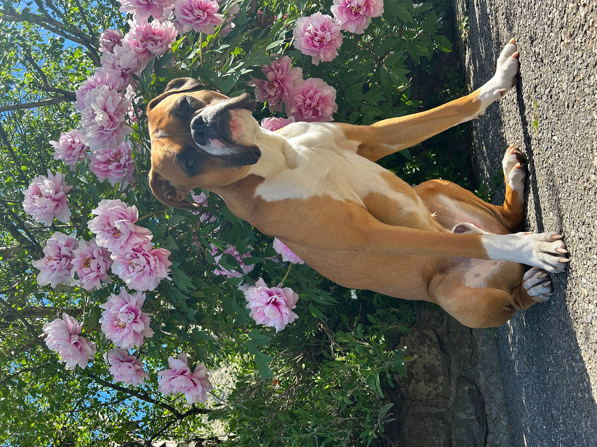 T-rex participe au concours pour gagner de l'argent avec cette photo : carnivore, companion_dog, dog, dog_breed, fawn, flower, flowering_plant, grass, groundcover, petal, pink, plant, rose, rose_family, shrub, spring, summer, sunglasses, tail, tree