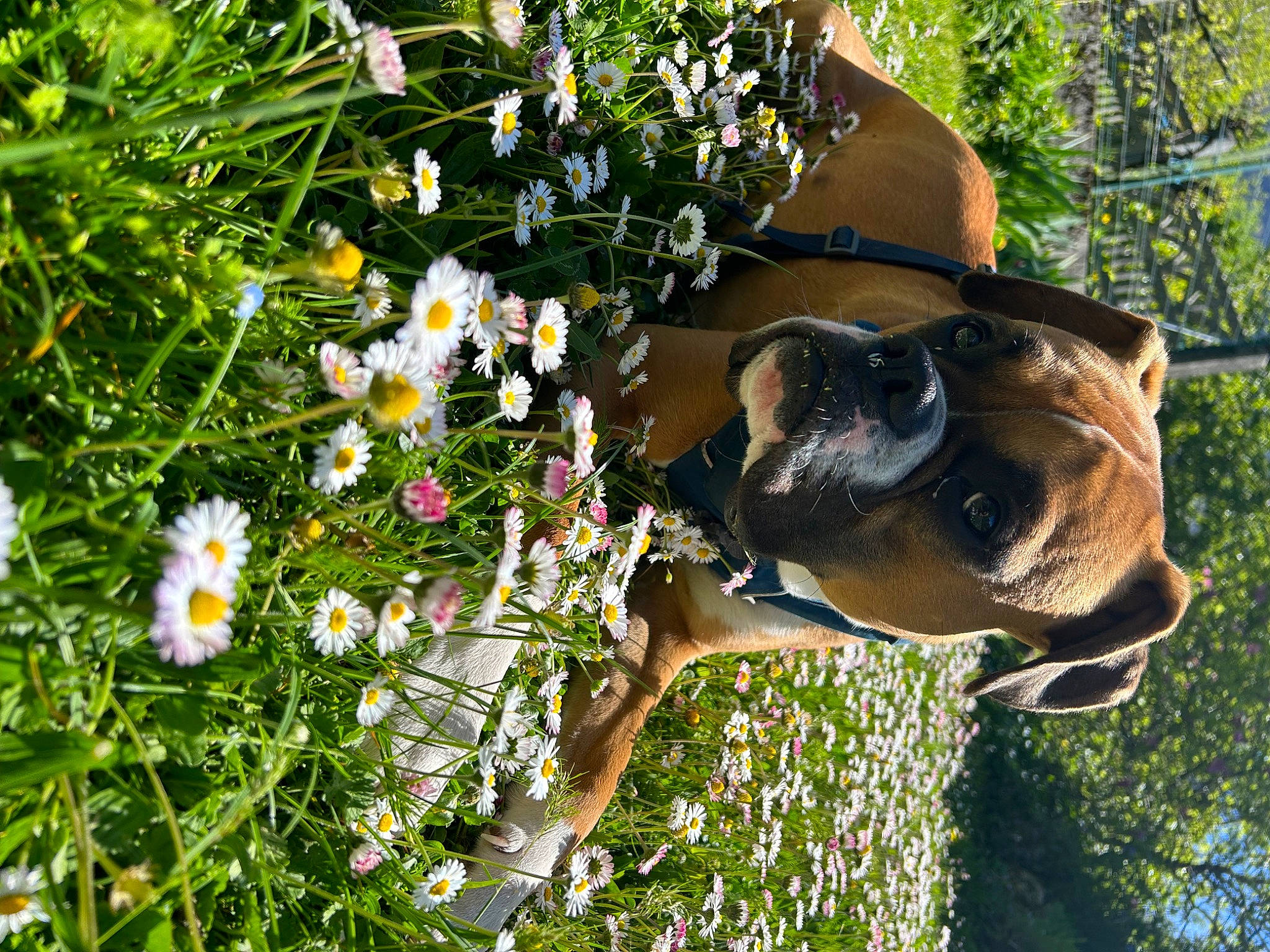 T-rex participe au concours pour gagner de l'argent avec cette photo : annual_plant, camomile, carnivore, chamaemelum_nobile, collar, companion_dog, dog, dog_breed, fawn, flower, flowering_plant, grass, groundcover, pet_supply, petal, plant, shrub, snout, tree, working_animal