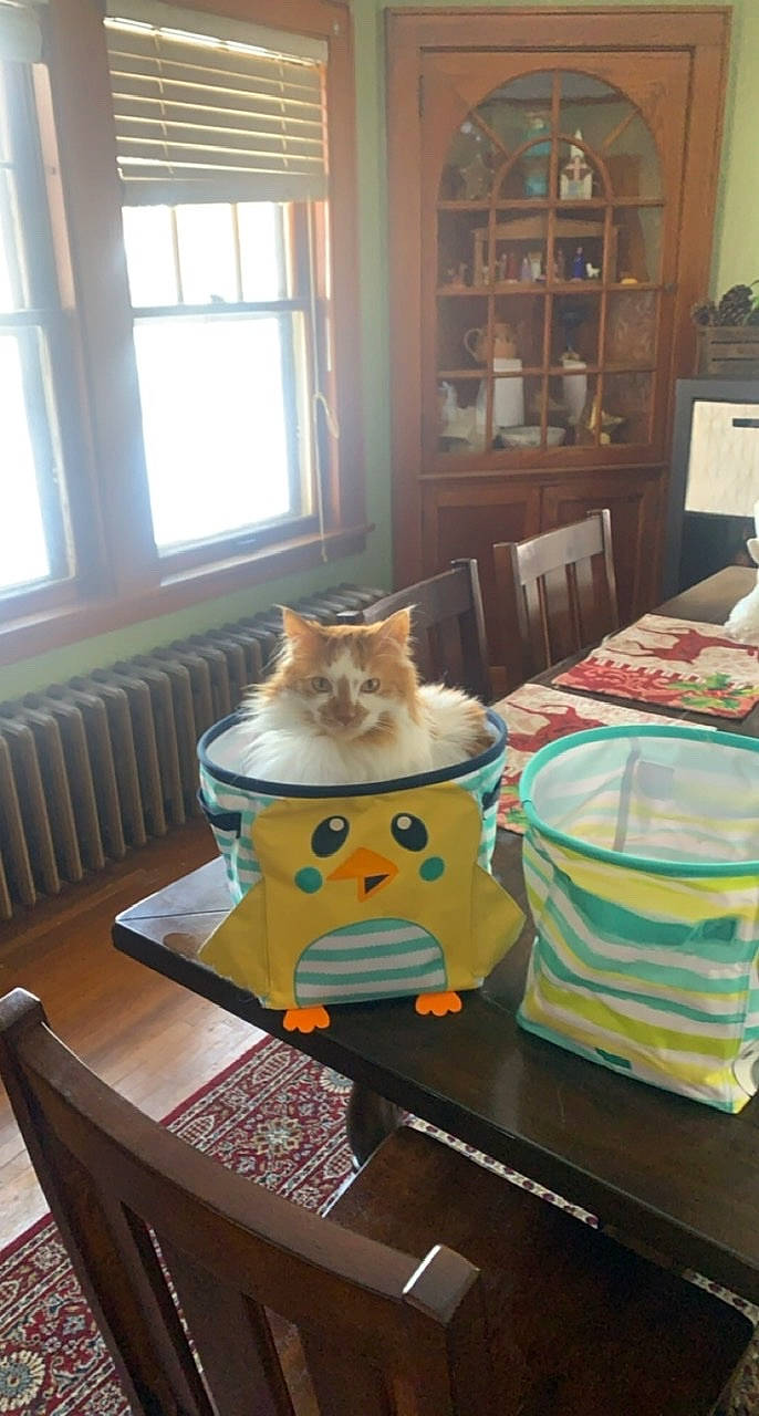 Clifford is registered to the contest to win money with this photo: cabinetry, carnivore, cat, chair, comfort, fawn, felidae, furniture, hardwood, interior_design, living_room, outdoor_furniture, shelf, shelving, small_to_medium_sized_cats, table, textile, whiskers, window, wood