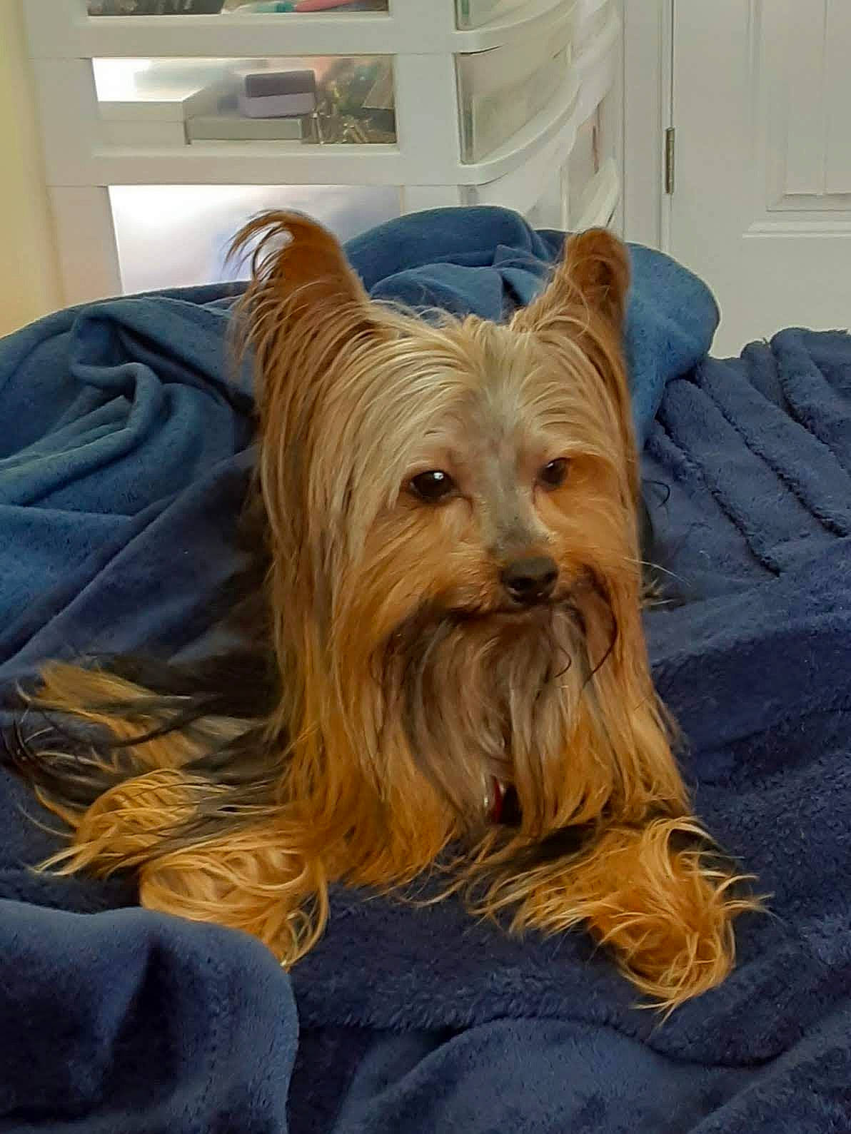 Mattie is registered to the contest to win money with this photo: biewer_terrier, cabinetry, canidae, carnivore, companion_dog, dog, dog_breed, dog_supply, drawer, fur, liver, picture_frame, shelf, small_terrier, sporting_group, terrier, toy_dog, wood, working_animal, yorkshire_terrier