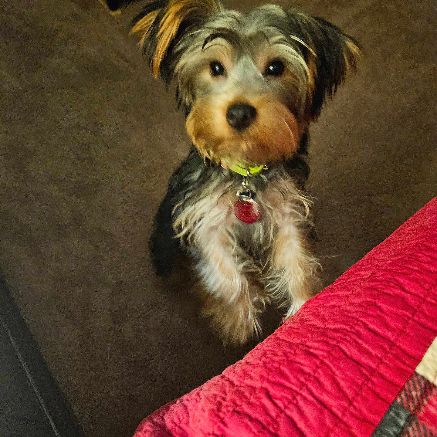 Kenja is registered to the contest to win money with this photo: accessories, affenpinscher, airedale, animal, ball, canine, cockerspaniel, couch, cushion, dog, furniture, homedecor, papillon, pet, puppy, sport, strap, tennis, tennisball, terrier