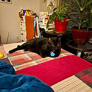 Ellie joined the competition — help win amazing prizes! black_cat, cat, pet, indoor, bed, quilt, blanket, plant, houseplant, window, lamp, desk, chair, room, furniture, collar, tag, curious, relaxed, cozy