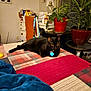 bed, black_cat, blanket, cat, chair, collar, cozy, curious, desk, furniture, houseplant, indoor, lamp, pet, plant, quilt, relaxed, room, tag, window