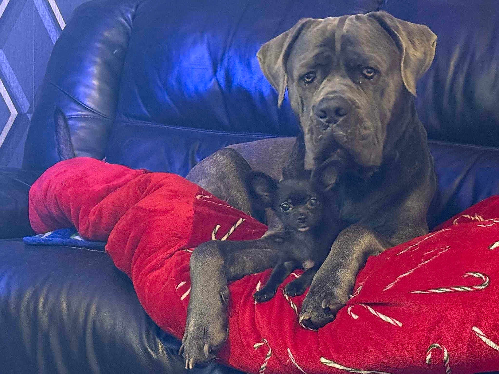 Karma And Raven is registered to the contest to win money with this photo: dog, large_dog, small_dog, couch, leather, red_cushion, candy_cane_pattern, pets, snuggling, indoor, companionship, black_coat, brown_coat, relaxed, cozy, furniture, home, animal, cute, friendship