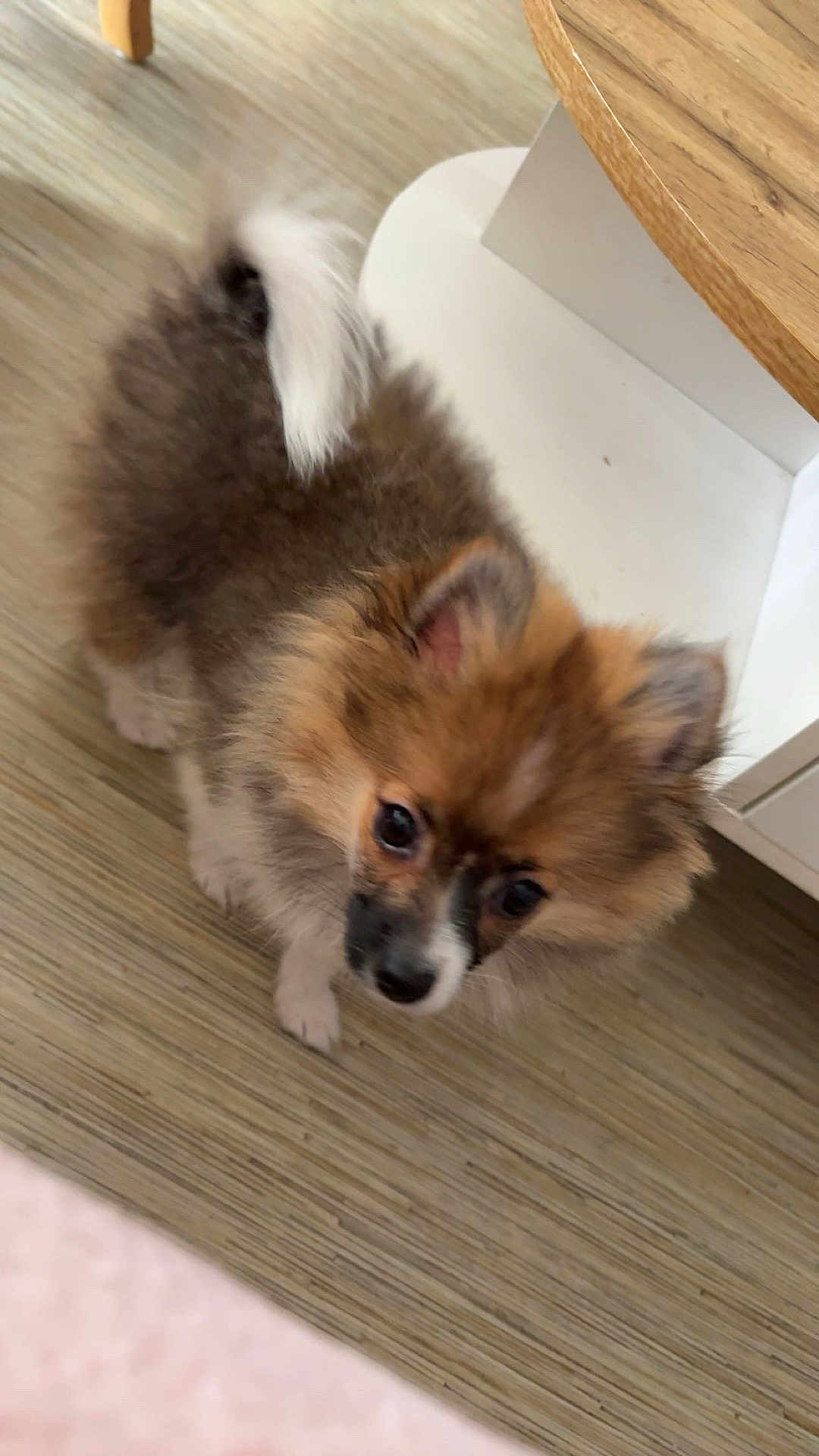 Loocky a rejoint le concours — aidez-le/la à gagner de superbes lots ! puppy, dog, fluffy, small_dog, indoor, wooden_floor, tail, curious, pet, animal, brown_fur, white_tail, ears, cute, young_dog, domestic, companion, looking_up, floor, furniture