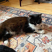 Poupy participe au concours pour gagner de l'argent avec cette photo : cat, tuxedo_cat, fluffy, rug, patterned_rug, wooden_floor, food_bowl, chair_leg, paw, whiskers, indoor, cozy, relaxed, domestic, human_foot, living_room, black_and_white, fur, pet, home_decor