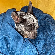 Billy a rejoint le concours — aidez-le/la à gagner de superbes lots ! dog, blanket, blue_blanket, cozy, sleeping, pet, fur, resting, snuggled, indoor, comfort, cute, small_dog, animal, relaxed, warm, yellow_background, ears, face, fur_pattern