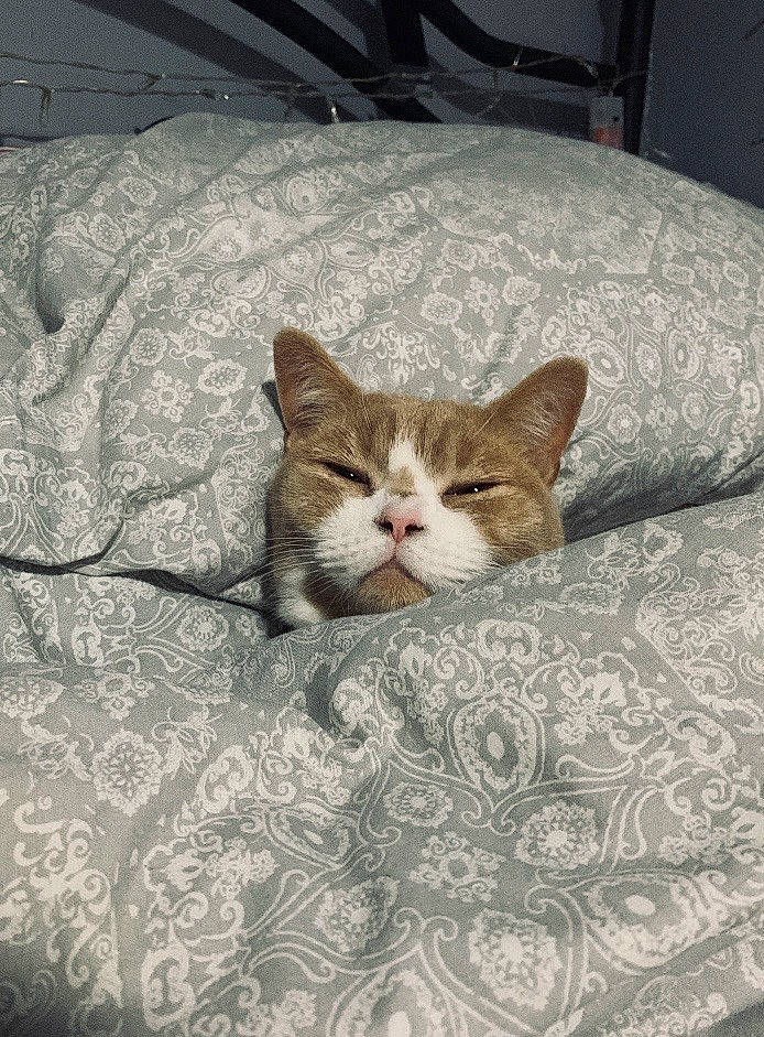 Arlo joined the competition — help win amazing prizes! box, carnivore, cat, cat_supply, comfort, domestic_short_haired_cat, fawn, felidae, flooring, fur, linens, pattern, paw, room, small_to_medium_sized_cats, snout, tail, whiskers, window, wood