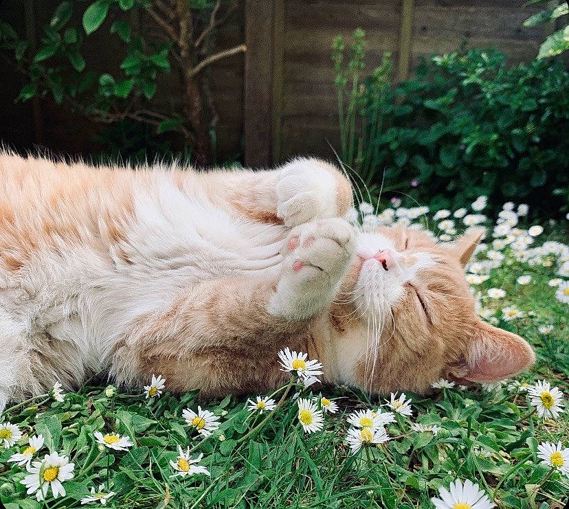 Arlo is registered to the contest to win money with this photo: carnivore, cat, domestic_short_haired_cat, fawn, felidae, flower, flowering_plant, grass, grass_family, groundcover, herbaceous_plant, lawn, people_in_nature, petal, plant, small_to_medium_sized_cats, snout, tail, terrestrial_animal, whiskers