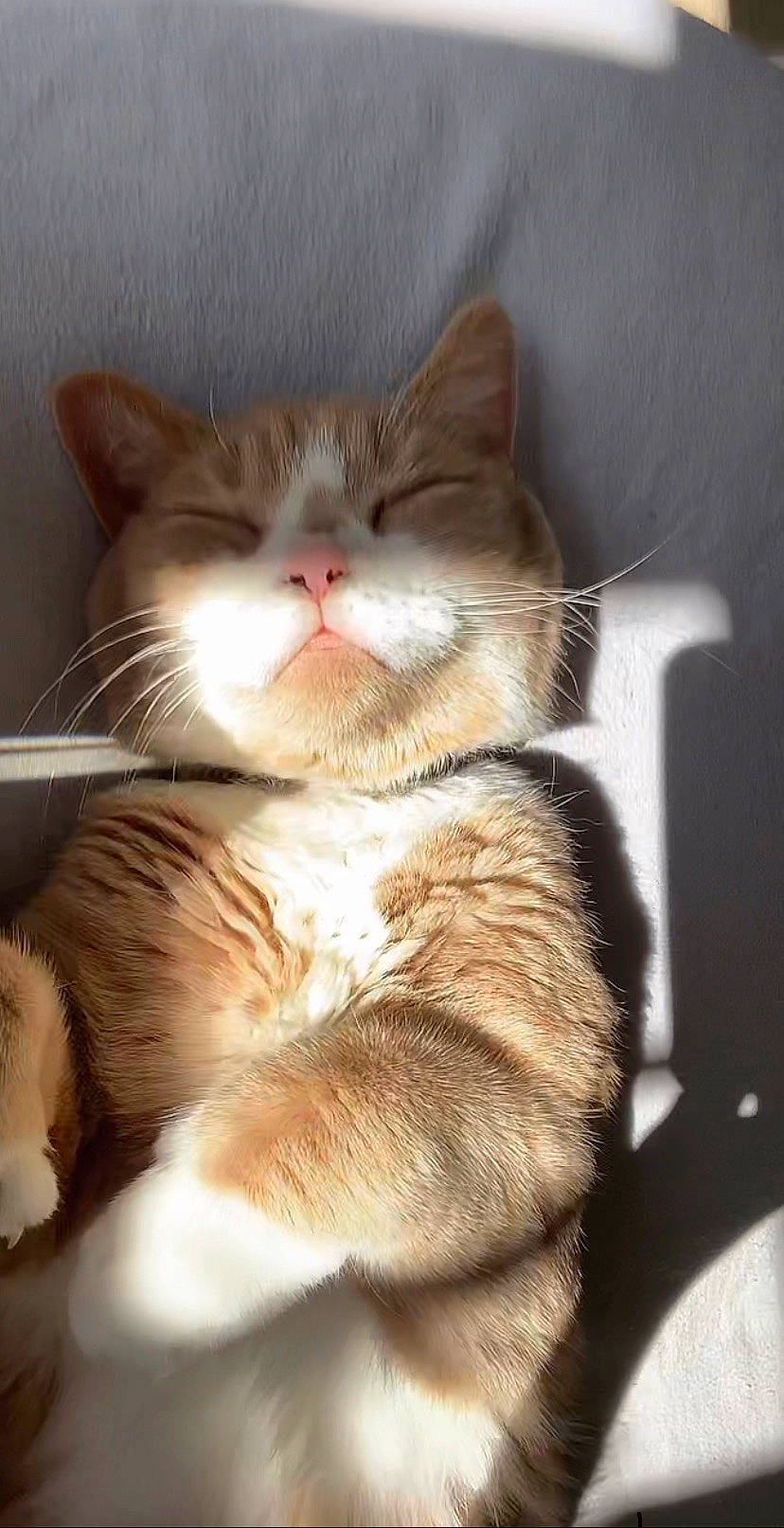 Arlo is registered to the contest to win money with this photo: box, cardboard, carnivore, cat, claw, comfort, domestic_short_haired_cat, fawn, felidae, fur, paw, small_to_medium_sized_cats, snout, tail, whiskers