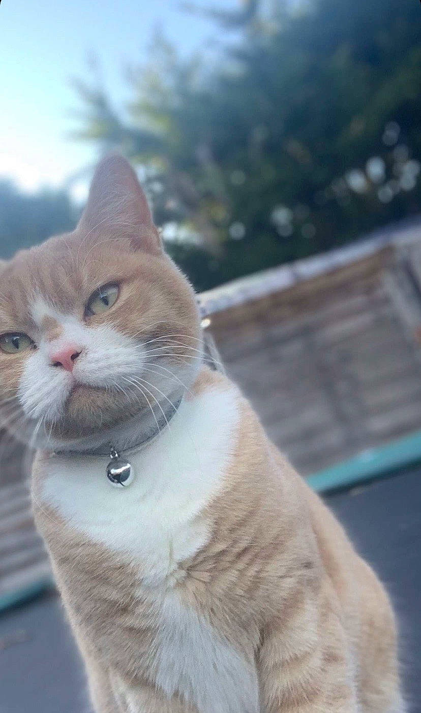 Arlo joined the competition — help win amazing prizes! art, carnivore, cat, collar, domestic_short_haired_cat, eye, fawn, felidae, freezing, fur, sky, small_to_medium_sized_cats, snout, tail, tree, whiskers, wildlife, window, winter, wood