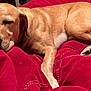 dog, sleeping, golden, blanket, red, cozy, indoors, pet, fur, relaxed, animal, resting, closeup, comfort, cushion, canine, nap, bed, warm, peaceful