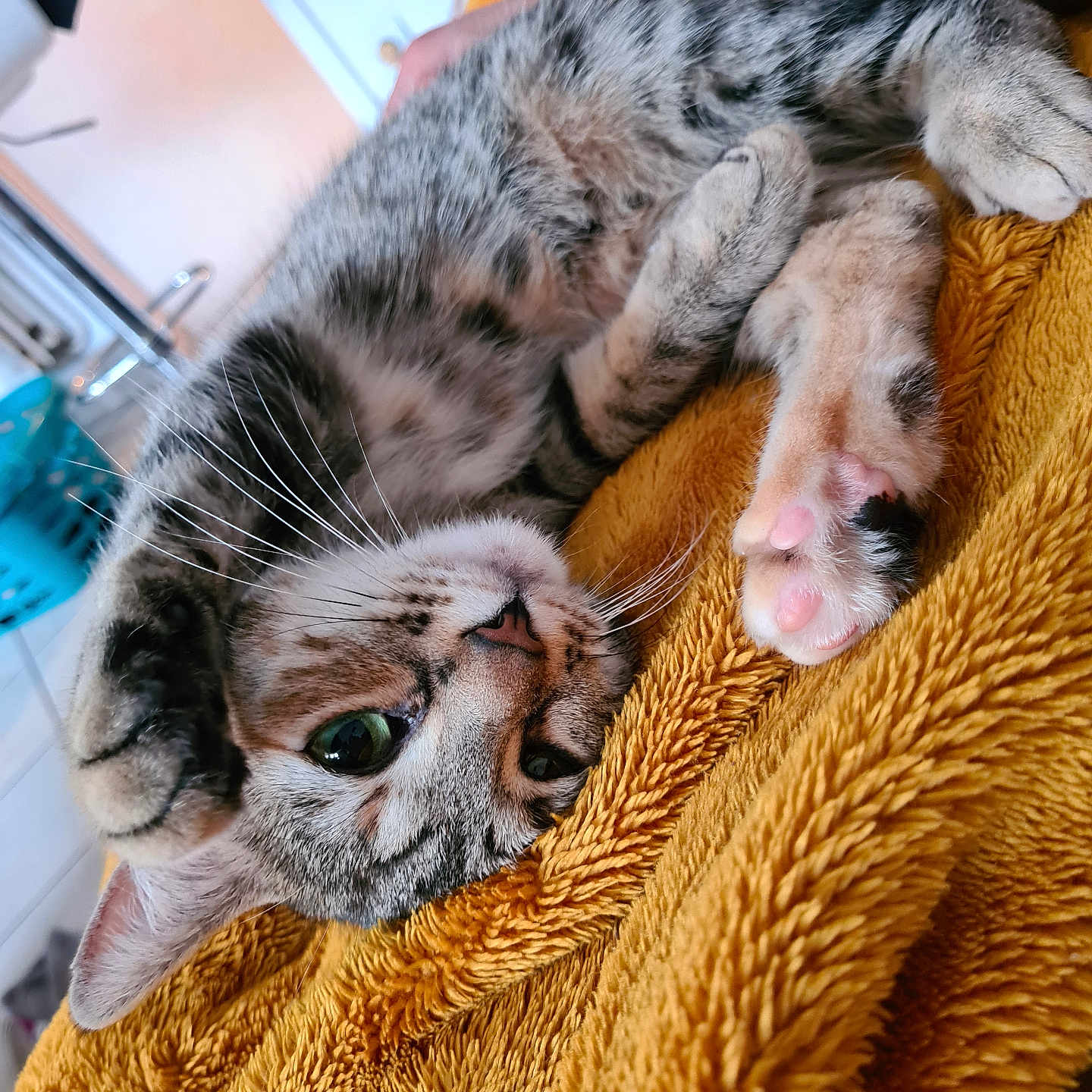 Yuna a rejoint le concours — aidez-le/la à gagner de superbes lots ! abyssinian, animal, blanket, cat, chair, couch, furniture, kitten, manx, person, pet, quilt, siamese, sleeping, towel