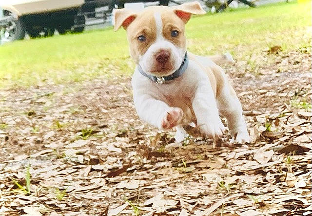 Axle joined the competition — help win amazing prizes! autumn, canidae, carnivore, companion_dog, dog, dog_breed, dog_supply, fawn, grass, non_sporting_group, plant, retriever, soil, street_dog, tail, terrier, tire, tree, wheel, working_animal