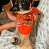 Nicko joined the competition — help win amazing prizes! dog, pug, orange_shirt, halloween, pet, tongue_out, person_holding, pink_nails, indoor, couch, floral_pattern, curled_tail, playful, cute, small_dog, animal, clothing, funny_expression, pet_clothes, cozy