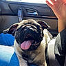 dog, puppy, pug, car_interior, seatbelt, hand, sunlight, window, blue_jeans, tongue_out, happy, pet, animal, cute, close_up, lap, ears, smiling, daylight, person