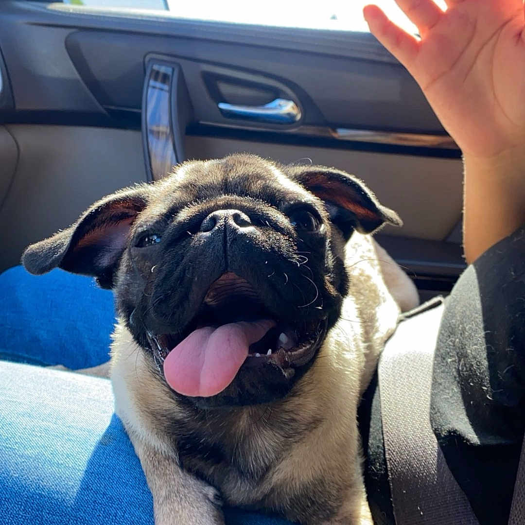 Nicko joined the competition — help win amazing prizes! dog, puppy, pug, car_interior, seatbelt, hand, sunlight, window, blue_jeans, tongue_out, happy, pet, animal, cute, close_up, lap, ears, smiling, daylight, person