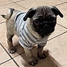 Nicko is registered to the contest to win money with this photo: puppy, dog, pug, striped_shirt, pet, animal, indoor, floor, tile, cute, small, fur, ears, face, tail, legs, whiskers, standing, looking_up, adorable