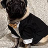 pug, dog, pet, tuxedo, bow_tie, sitting, portrait, indoor, fabric_background, cute, animal, small_dog, clothing, costume, fancy, adorable, black_and_tan, companion, domestic_animal, canine