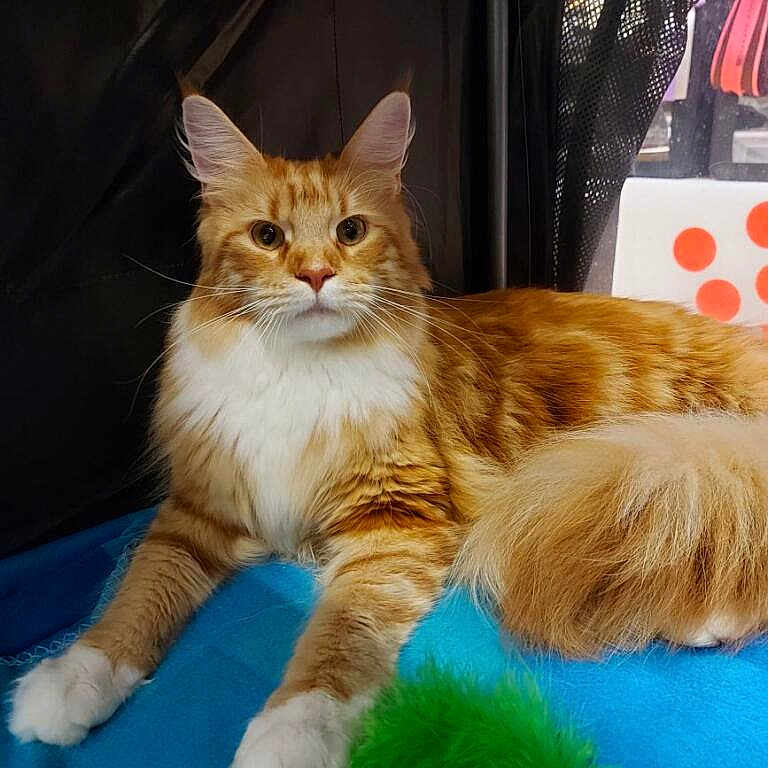 Uffenback a rejoint le concours — aidez-le/la à gagner de superbes lots ! alert, animal, blue_blanket, cat, closeup, curious, cute, domestic_cat, feather_toy, feline, fluffy_tail, indoor, mammal, orange_cat, pet_toy, playful, relaxed, resting, whiskers, white_paws