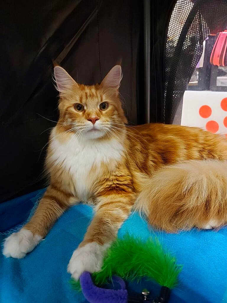 Uffenback a rejoint le concours — aidez-le/la à gagner de superbes lots ! cat, orange_cat, white_paws, fluffy_tail, blue_blanket, indoor, pet_toy, feather_toy, curious, relaxed, feline, domestic_cat, playful, closeup, resting, whiskers, alert, cute, animal, mammal