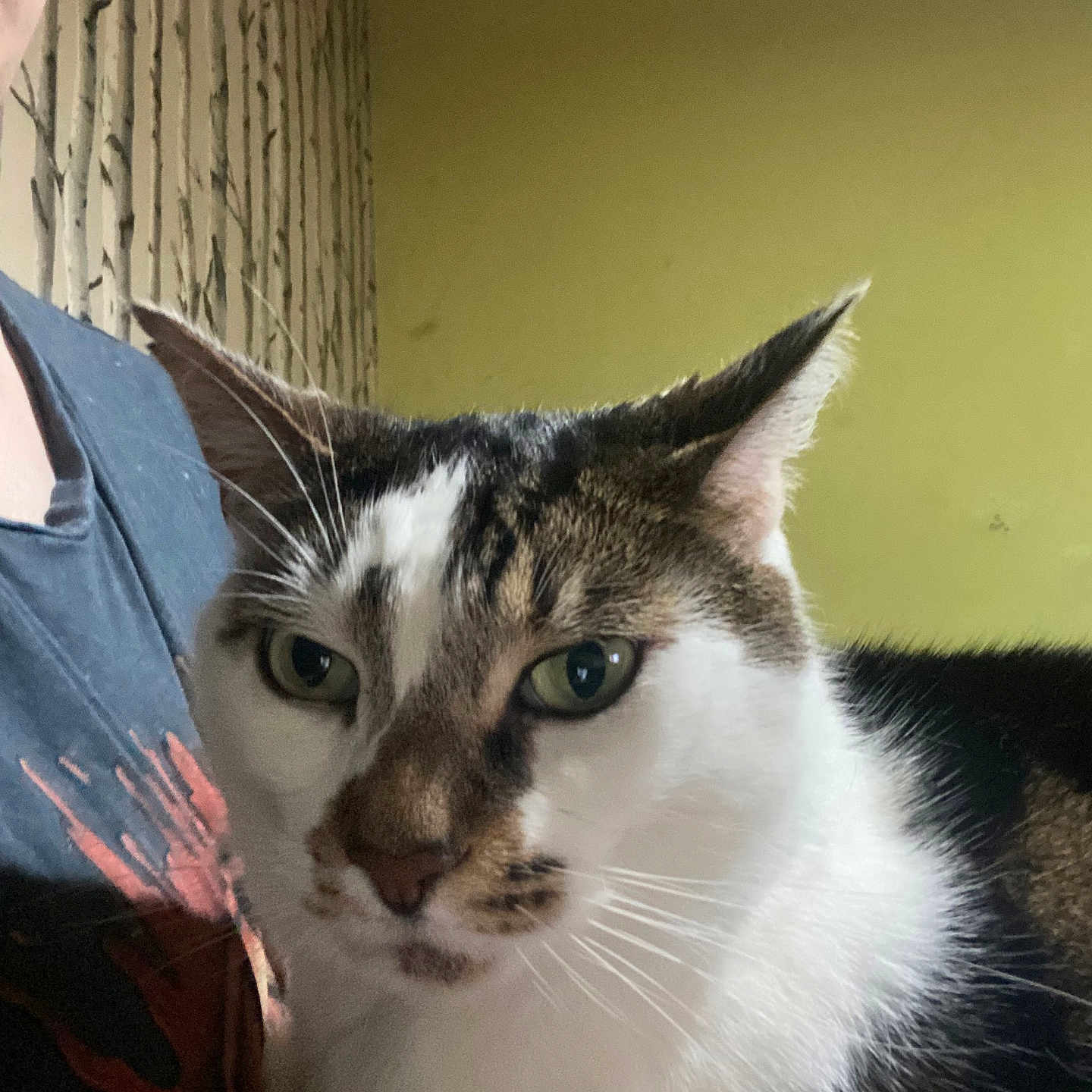 Amber is registered to the contest to win money with this photo: abyssinian, accessories, angora, animal, cat, clothing, couch, face, furniture, head, indoors, kitten, manx, person, pet, photography, plant, portrait, pottedplant, t_shirt