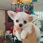 Hengy a rejoint le concours — aidez-le/la à gagner de superbes lots ! animal, collars, cute, dog, ears, eyes, face, fur, hand, holding, indoor, leashes, pet, pet_store, puppy, shelves, small, store, white_fur, young