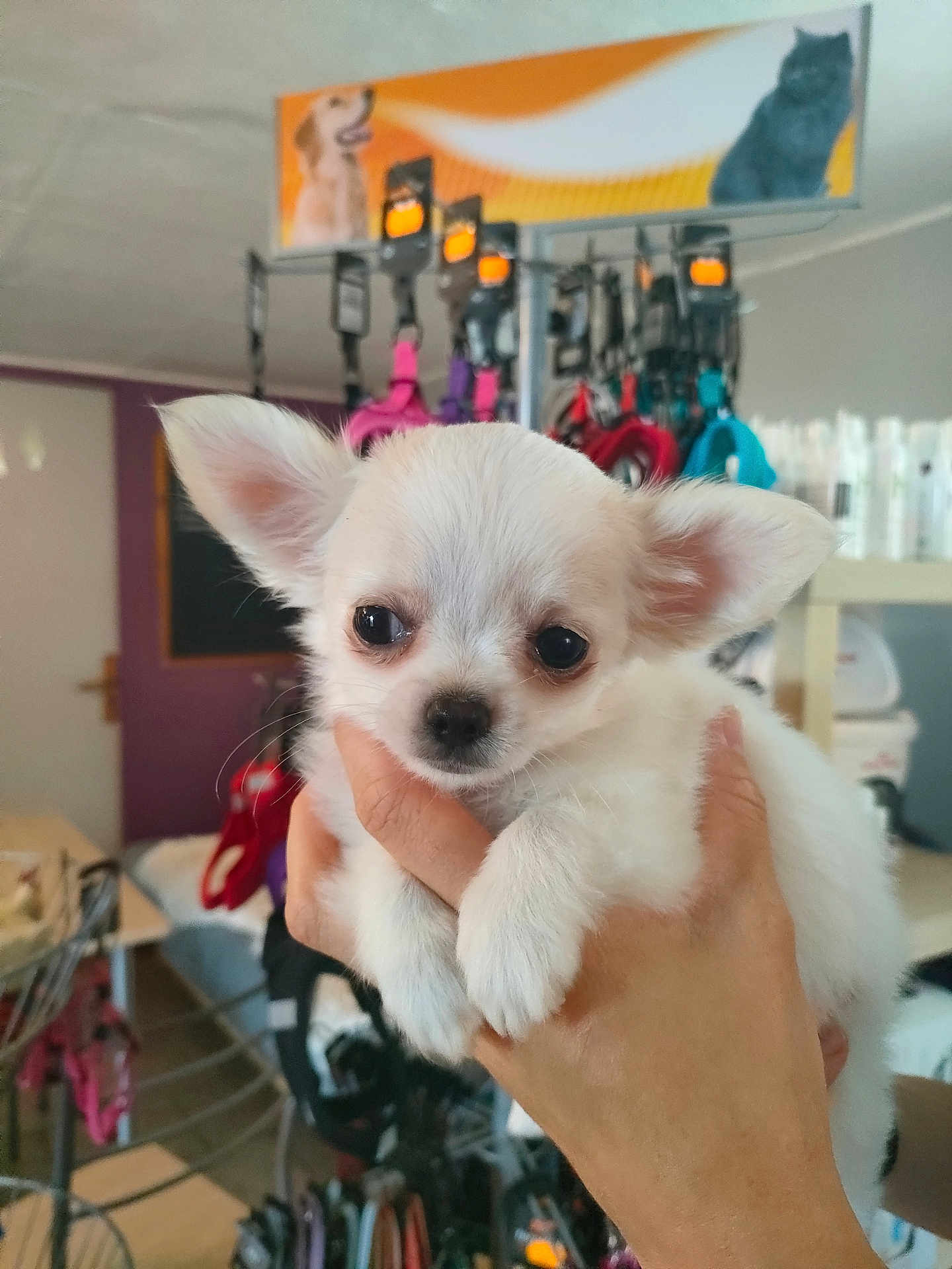 Hengy a rejoint le concours — aidez-le/la à gagner de superbes lots ! animal, collars, cute, dog, ears, eyes, face, fur, hand, holding, indoor, leashes, pet, pet_store, puppy, shelves, small, store, white_fur, young