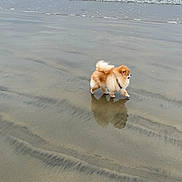 Peaches is registered to the contest to win money with this photo: dog, pomeranian, beach, ocean, water, sand, reflection, animal, canine, outdoor, nature, shore, pet, walking, cloudy_sky, calm, small_dog, fur, sea, wet_sand