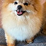 Peaches is registered to the contest to win money with this photo: dog, pomeranian, fluffy, pet, smiling, indoor, blanket, cute, small_dog, fur, animal, face, happy, domestic, canine, portrait, standing, cozy, companion, friendly