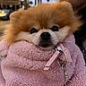 Peaches is registered to the contest to win money with this photo: dog, pomeranian, fluffy, cute, pet, animal, pink_jacket, fleece, close_up, face, nose, eyes, leash, keychain, person, outdoor, blurred_background, warm, adorable, portrait